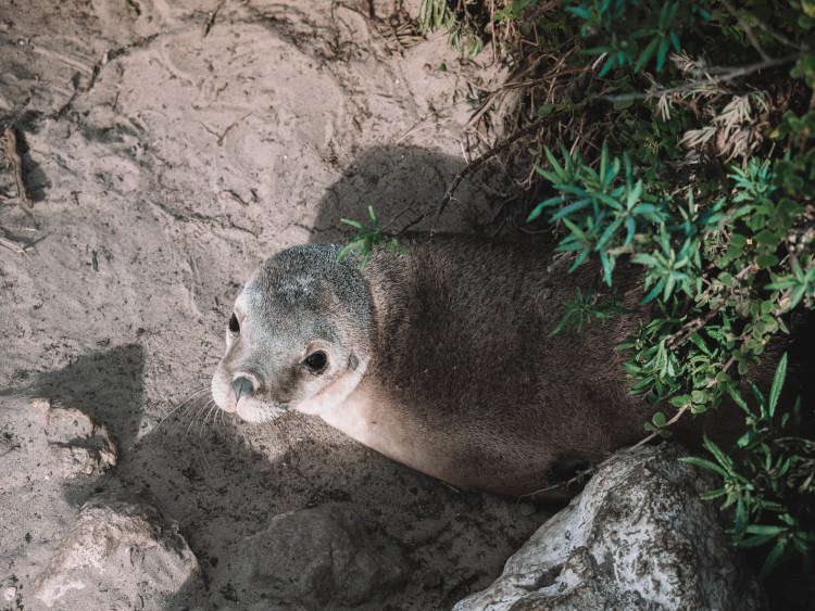 Kangaroo-Island-South-Australia-Travel-Blog