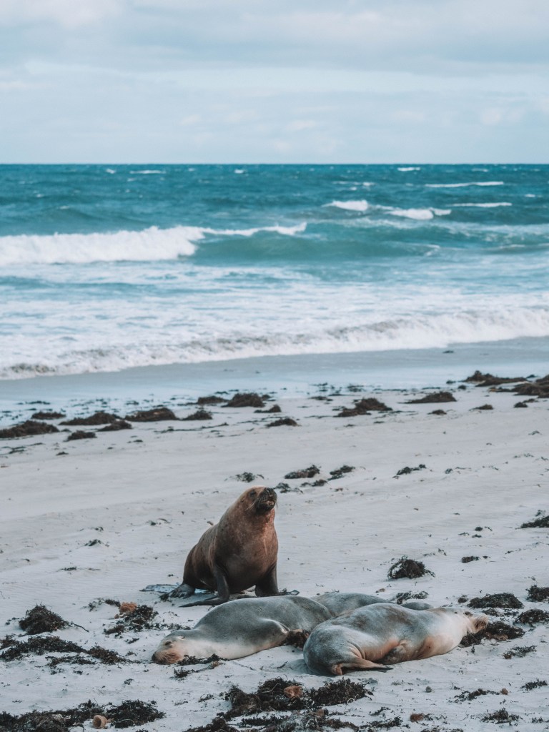 Kangaroo-Island-South-Australia-Travel-Blog
