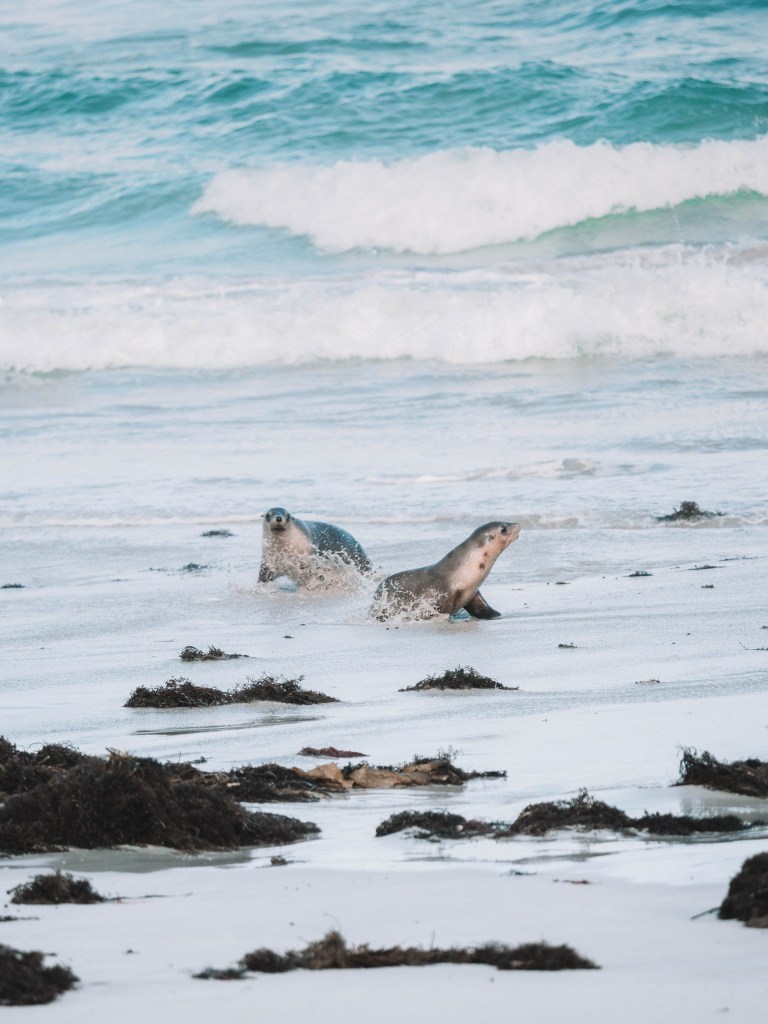 Kangaroo-Island-South-Australia-Travel-Blog