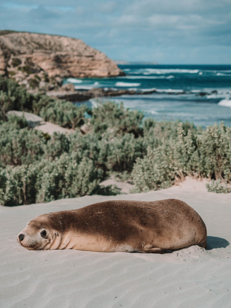 Kangaroo-Island-South-Australia-Travel-Blog