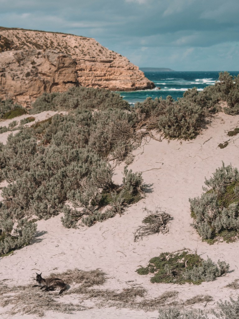 Kangaroo-Island-South-Australia-Travel-Blog