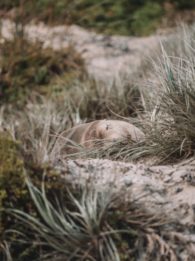 Kangaroo-Island-South-Australia-Travel-Blog