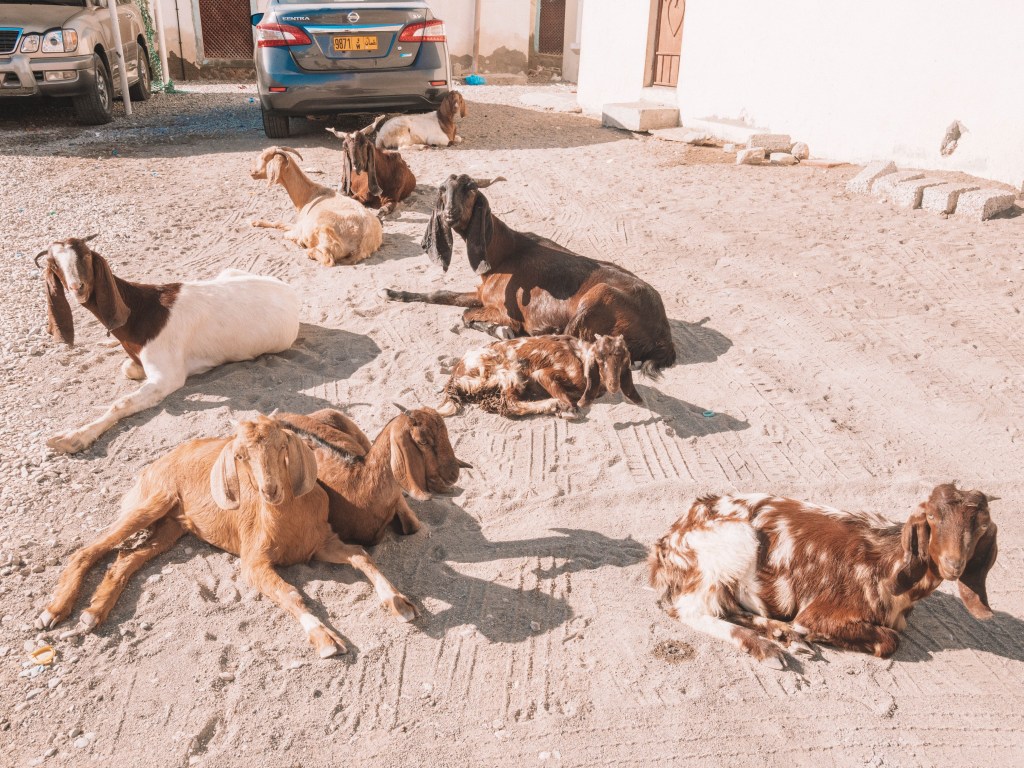 Muscat-Oman-Road-Trip-Travel-Blog-Sur-Fort-Lighthouse