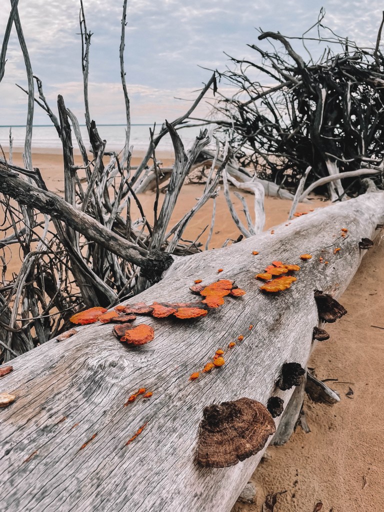 Tiwi-Islands-Northern-Territory-Australia-Travel-Guide-Blog