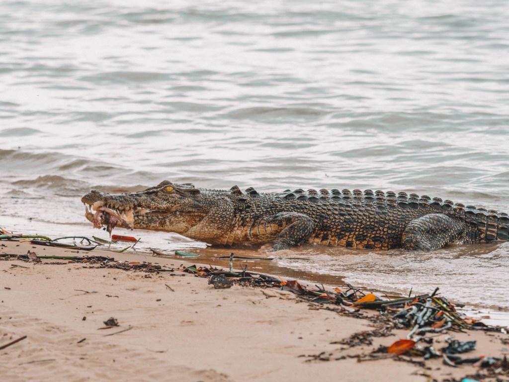 Tiwi-Islands-Northern-Territory-Darwin-Travel-Blog-Retreat