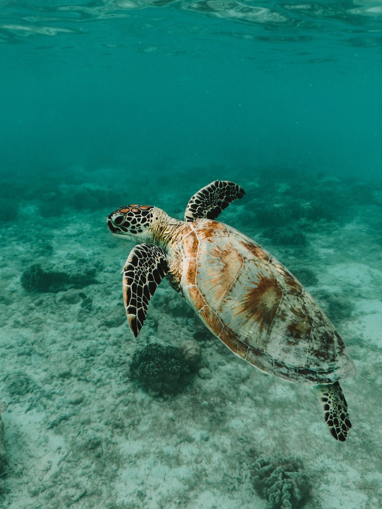 A bucket list worthy diving trip to Raja Ampat