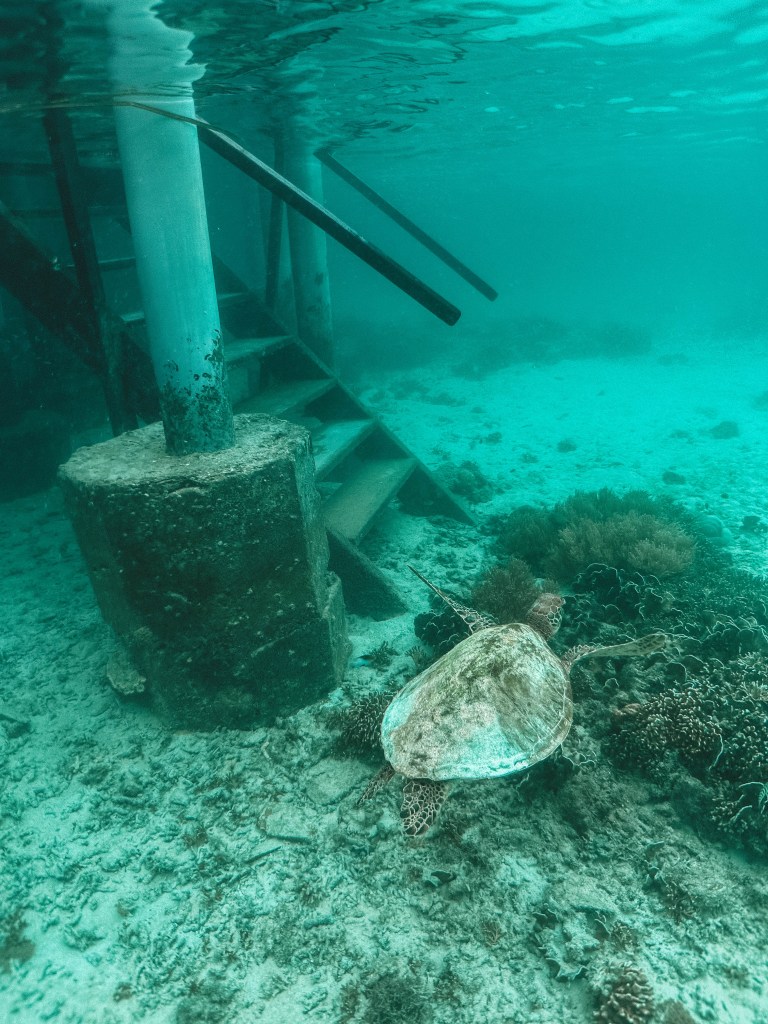 A bucket list worthy diving trip to Raja Ampat