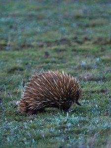 A magical mini-moon on Kangaroo Island