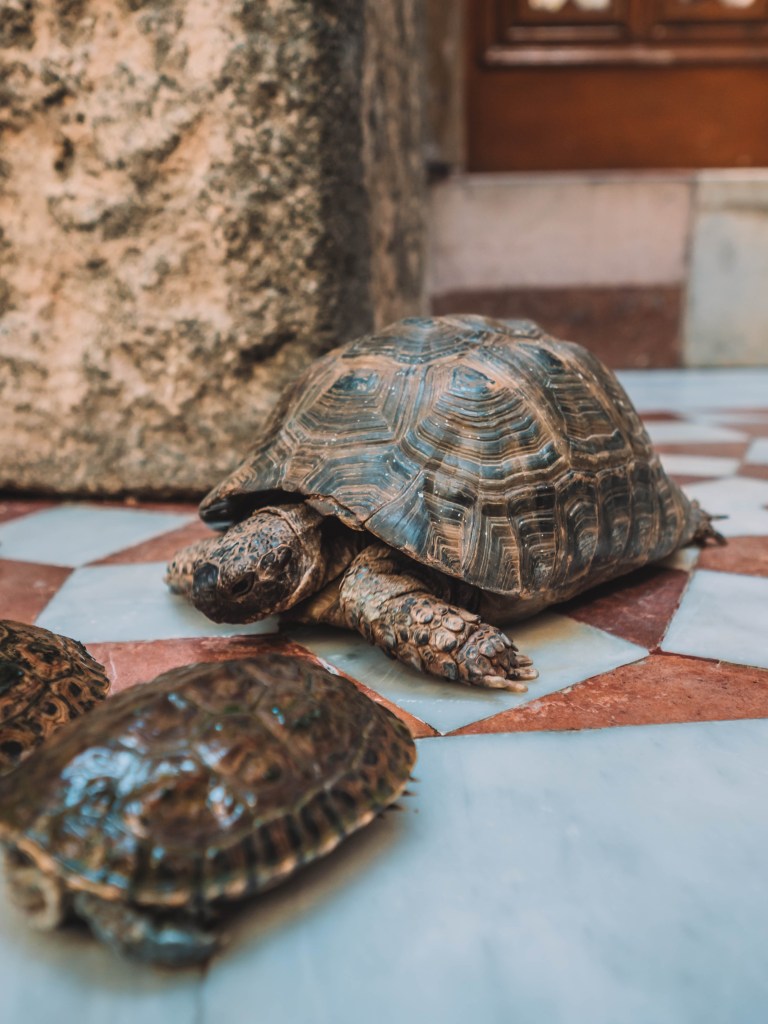 One incredible week in Syria!