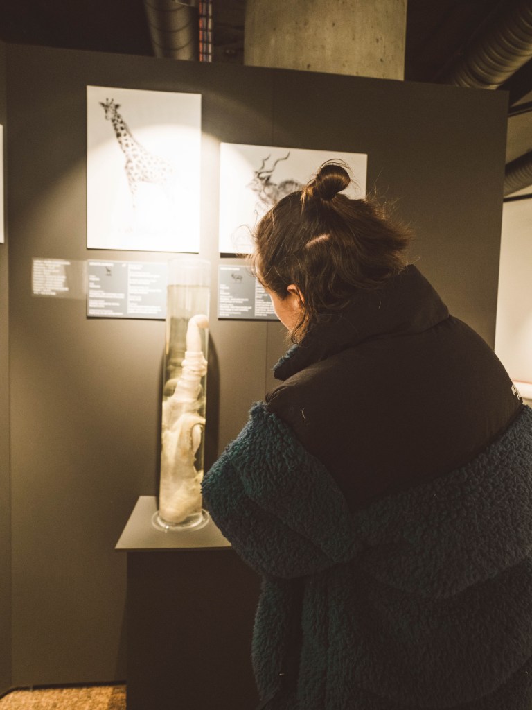 reykjavik-travel-blog-iceland-one-day-in