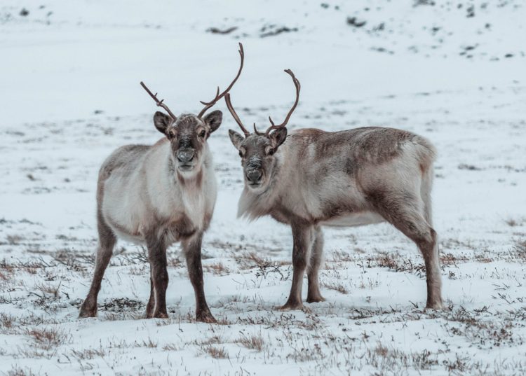 An overnight stopover in Kangerlussuaq, the gateway to Greenland