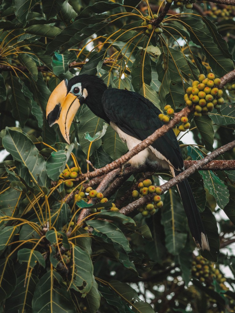 Returning to Cempedak Private Island