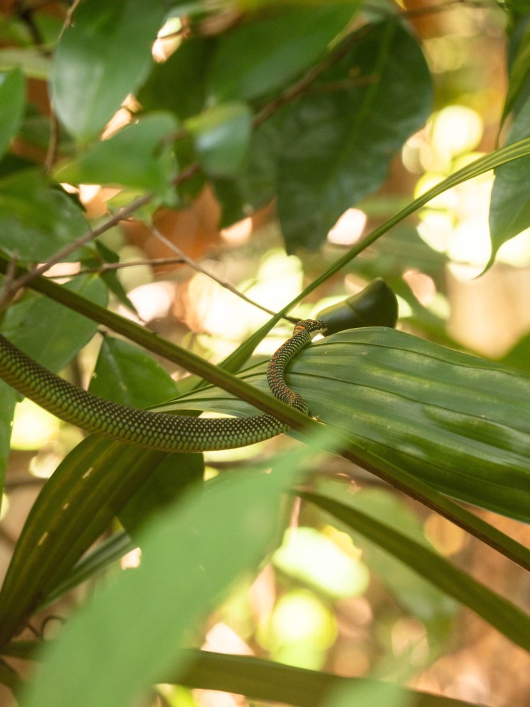Returning to Cempedak Private Island