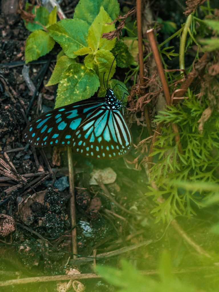 Returning to Cempedak Private Island