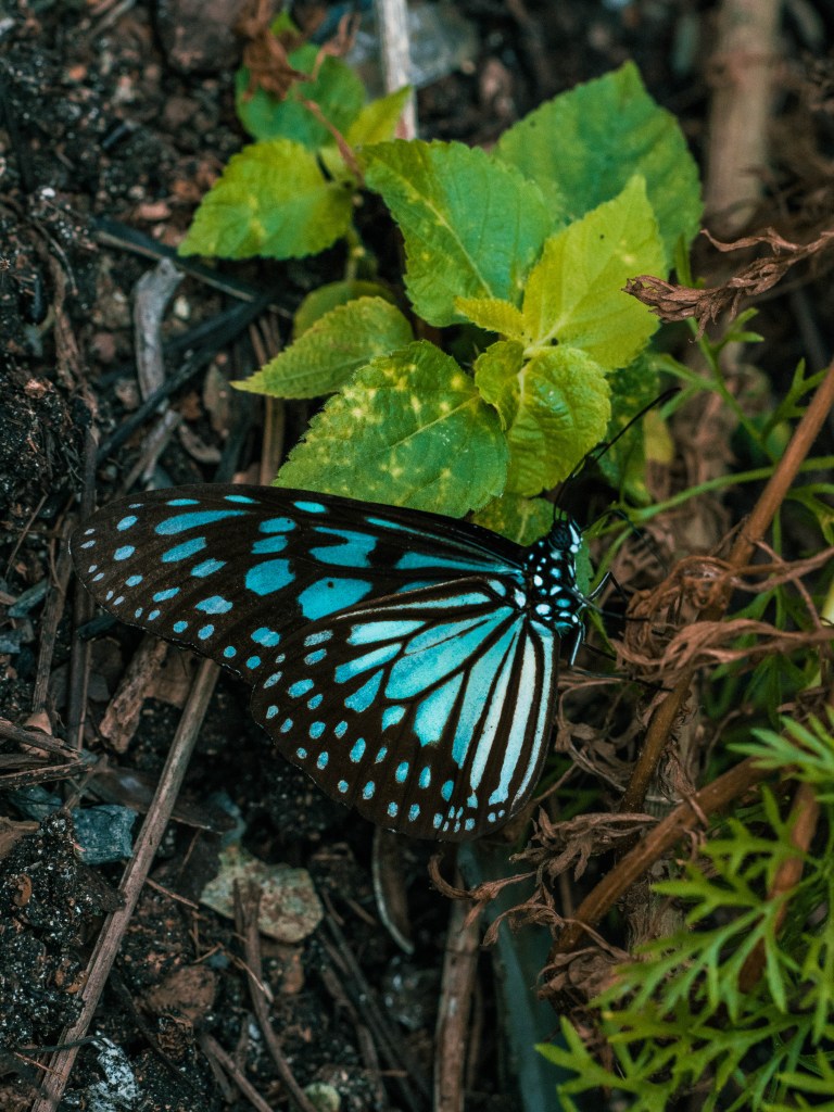 Returning to Cempedak Private Island