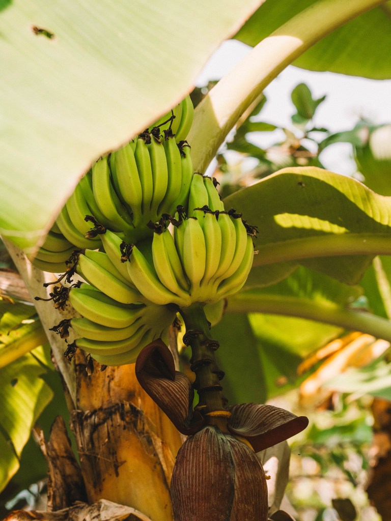 Returning to Cempedak Private Island