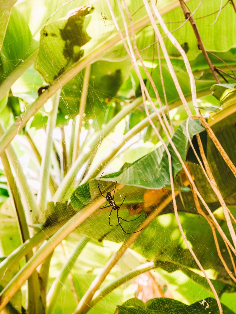 Returning to Cempedak Private Island