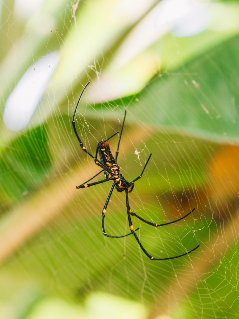 Returning to Cempedak Private Island