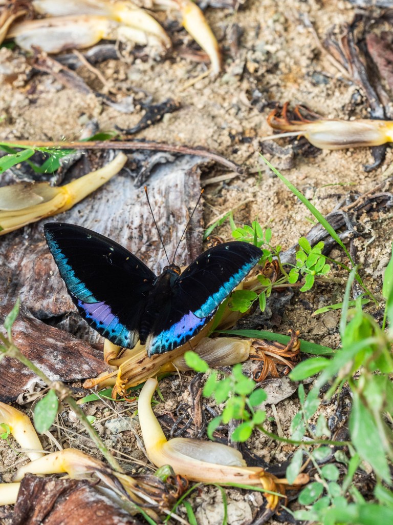 Returning to Cempedak Private Island