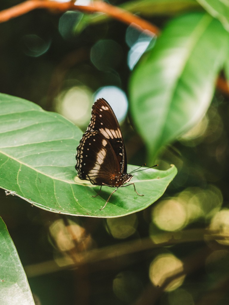 Returning to Cempedak Private Island