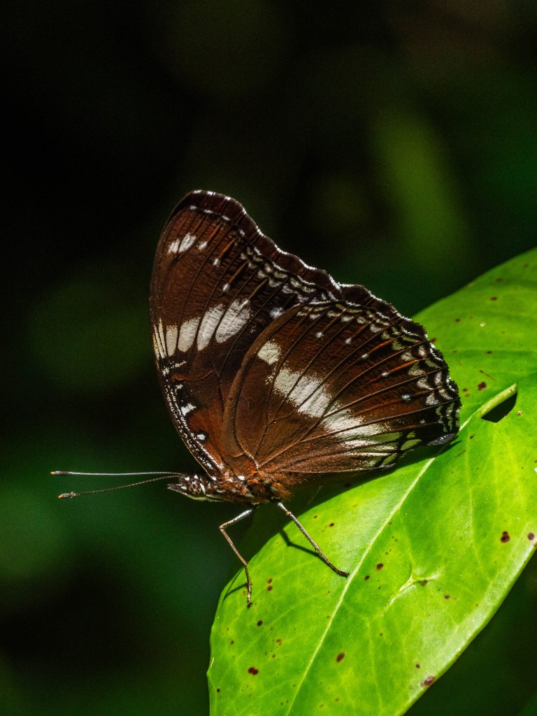Returning to Cempedak Private Island
